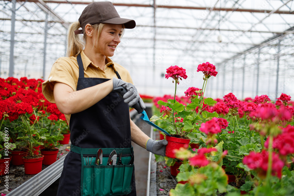 Woman with a hand trowel takes care of plants in pots at the greenhouse with flowers