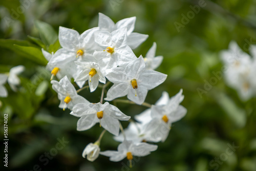 Beautiful bouquet of white flowers. Selective focus. Natural beauty. photo