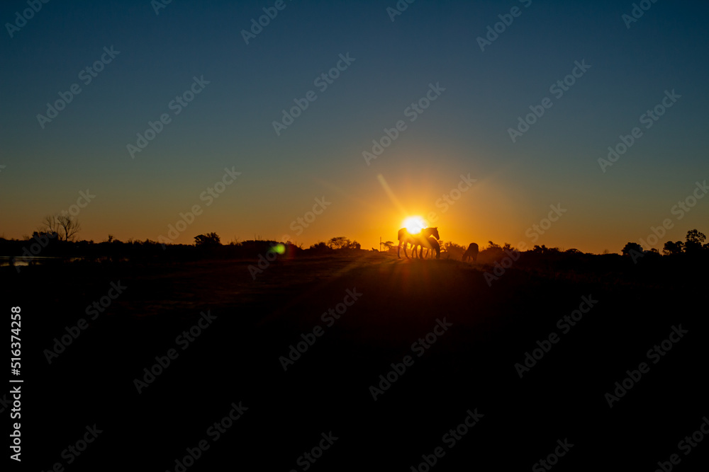 Sunset in the countryside on a clear day. Silhouettes of horses next to the sun. Sunset in the countryside on a clear day. Silhouettes of horses next to the sun.