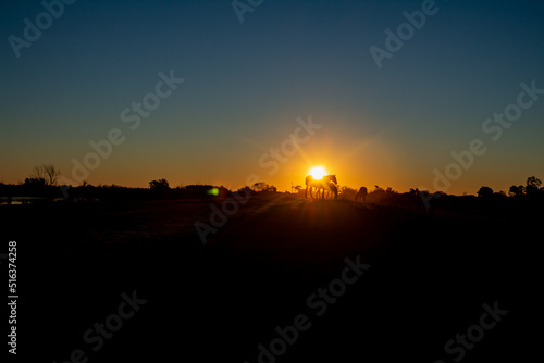 Wallpaper Mural Sunset in the countryside on a clear day. Silhouettes of horses next to the sun. Torontodigital.ca