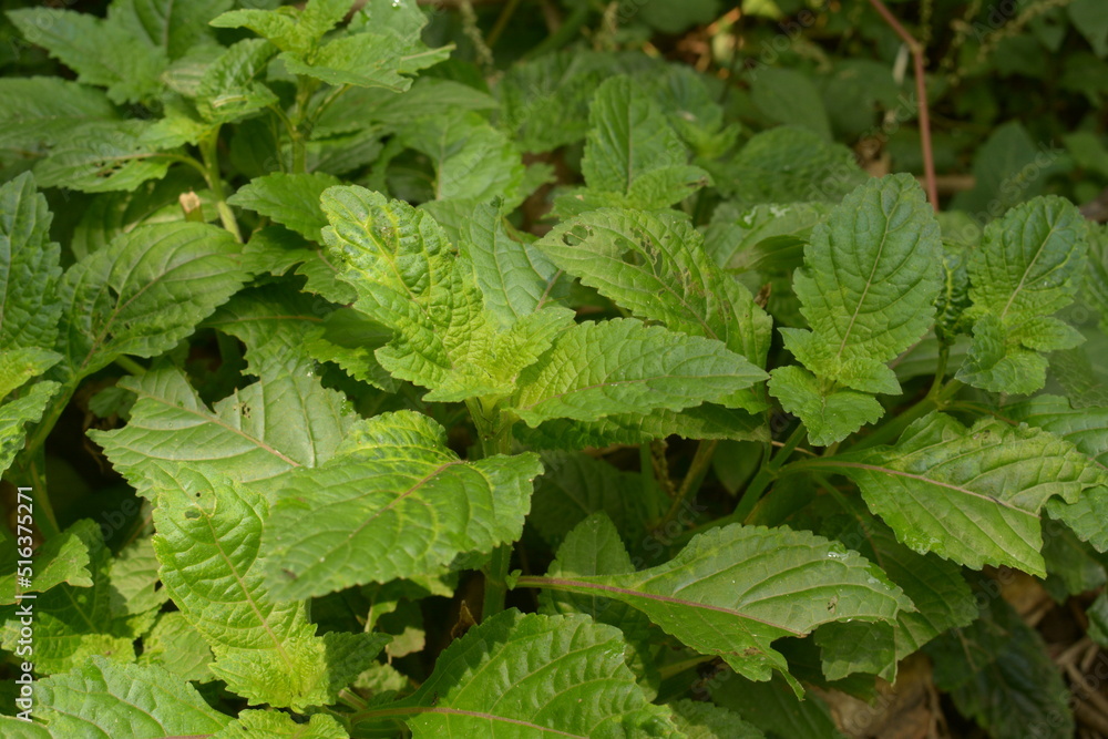 The leaves of the nettle-netting tribe (genus) or Urticaceae are green. natural backgrounds. leaf background The leaves of the nettle-netting tribe (genus) or Urticaceae are green. natural backgrounds. leaf background