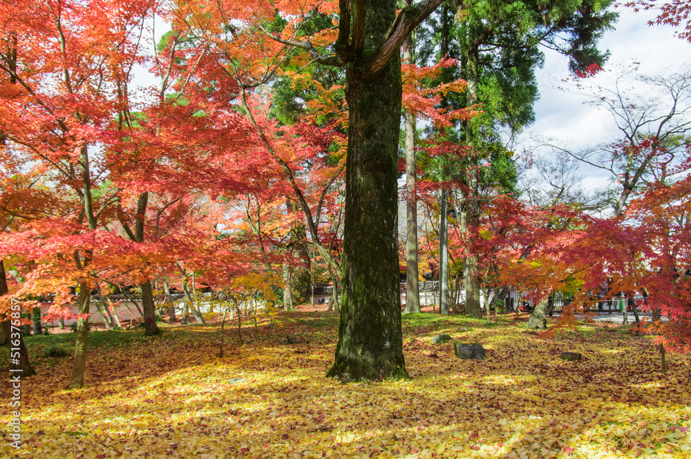 京都南禅寺から紅葉の永観堂