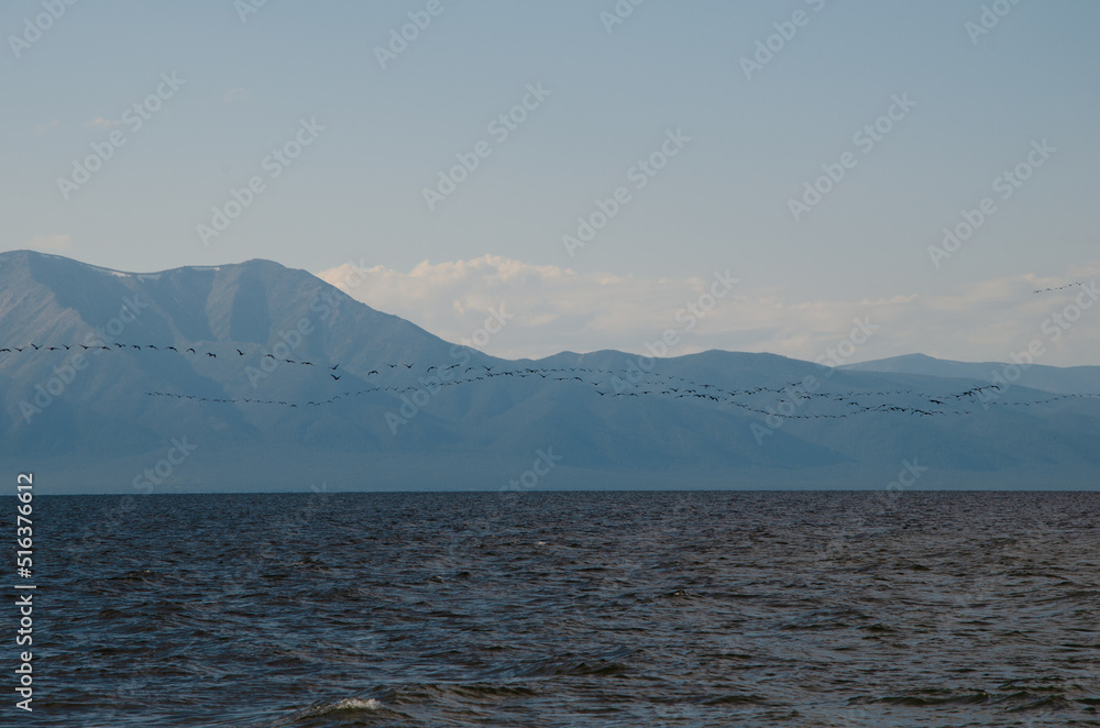 A flock of migratory birds flies over the lake. Cormorants fly in a long chain over Lake Baikal.
