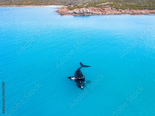 Φωτογραφία Top view shot of a Humpback whale in the ocean