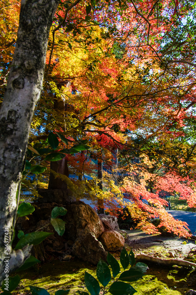 Obraz premium 南禅寺から紅葉の永観堂