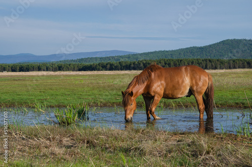 A red horse eats grass in a swamp. A red horse grazes in a swamp against the backdrop of a forest.