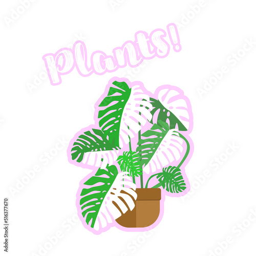 Vector monstera variegata sticker plant isolated on white
