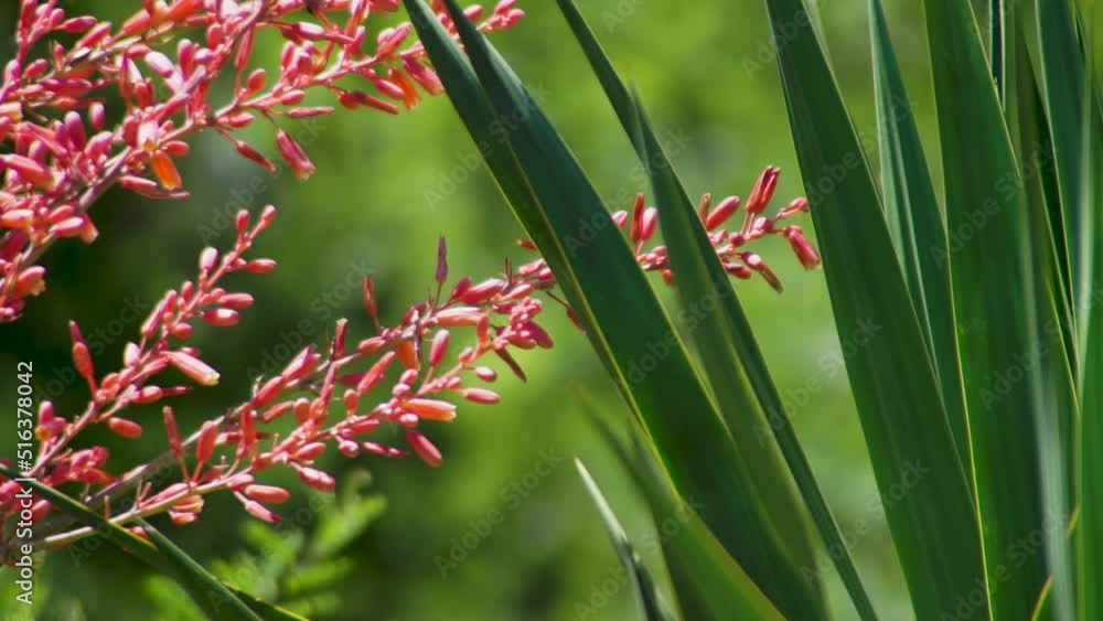 Pink Flowers And Green Plant Together. Sunny Day. Realtime.