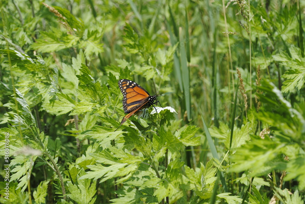 Monarch butterfly perched on a leaf in the sun. Monarch butterfly perched on a leaf in the sun.