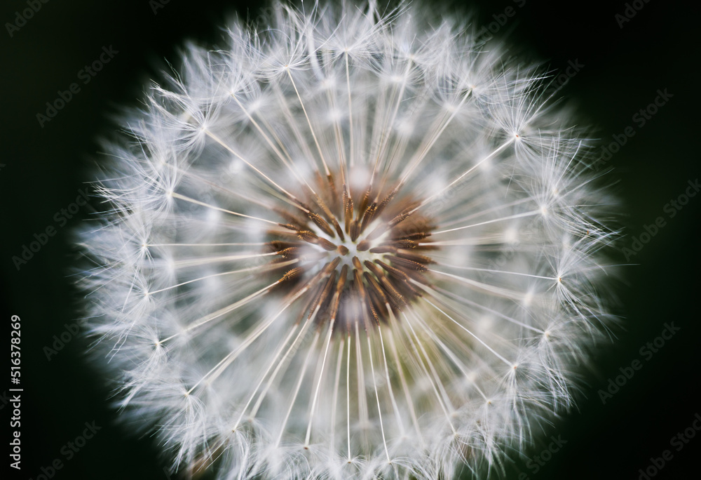 Fototapeta premium dandelion head