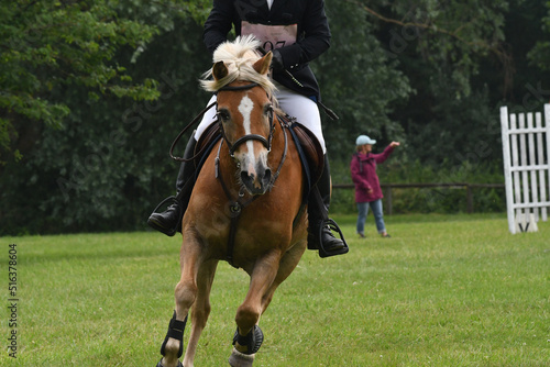 cheval et son cavalier dans un concours hippique © compagnie-17
