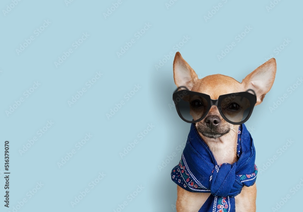 Funny dog celebrating with funny sunglasses