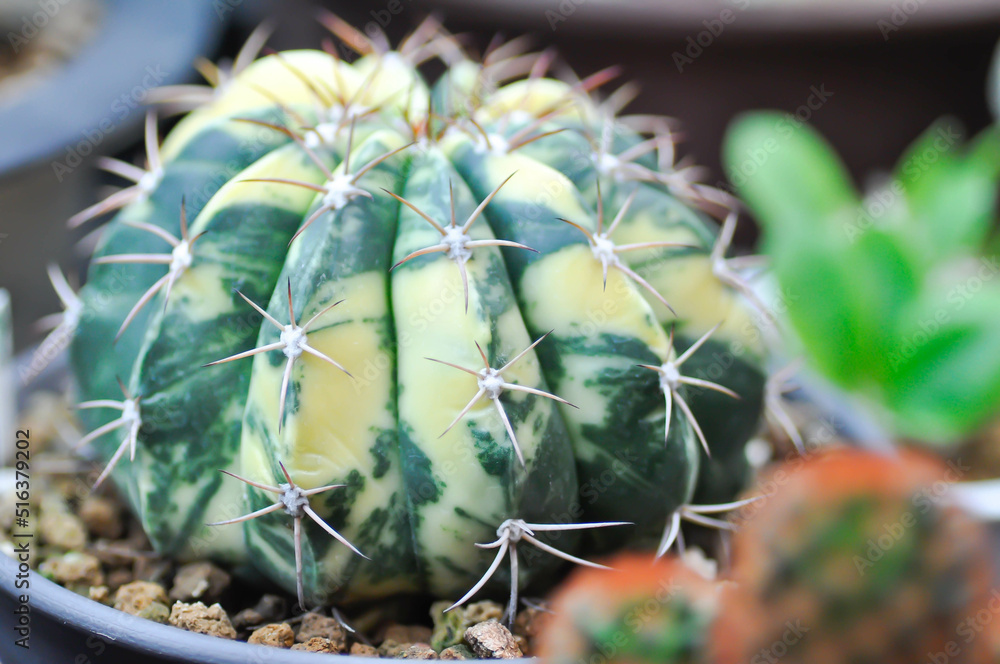 cactus, Coryphantha or Coryphantha Elephantidens or bicolor cactus