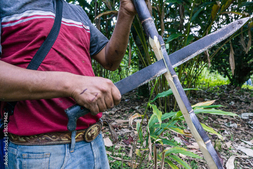 agricultor en un campo de caña de azucar, Saccharum officinarum, Los Cerritos, Lancetillo, La Parroquia, zona Reyna, Quiche, Guatemala, Central America photo