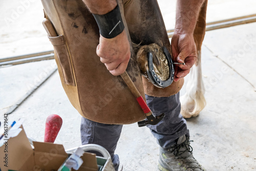 Cuadro en lienzo Crop farrier shoeing horse in daytime