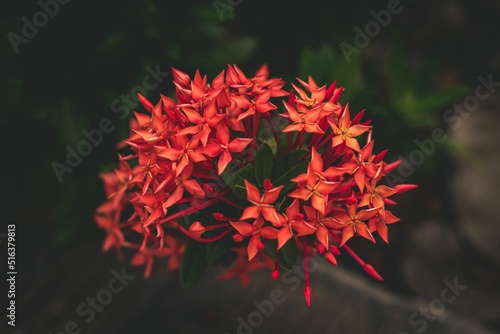 Closeup of red Jungle geranium flowers growing on a blurry green background photo