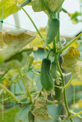 The sickly appearance of vegetables, yellow leaves and shriveled cucumbers. The last harvest of cucumbers is at the end of summer. A few cucumbers are hanging on the bed among the dry leaves.