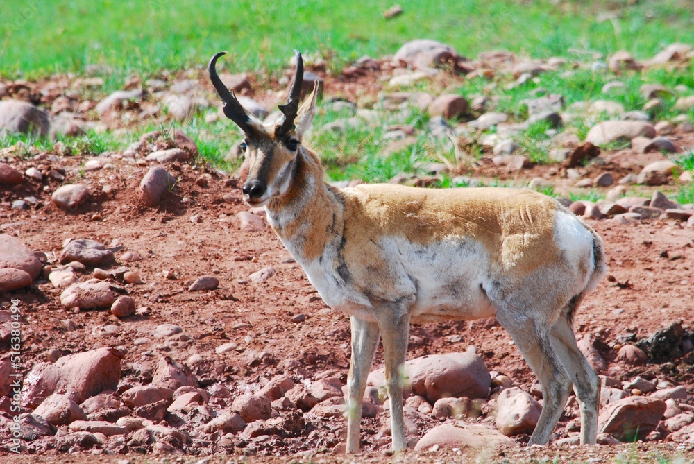 A buck antelope with a shaggy winter coat A buck antelope with a shaggy winter coat