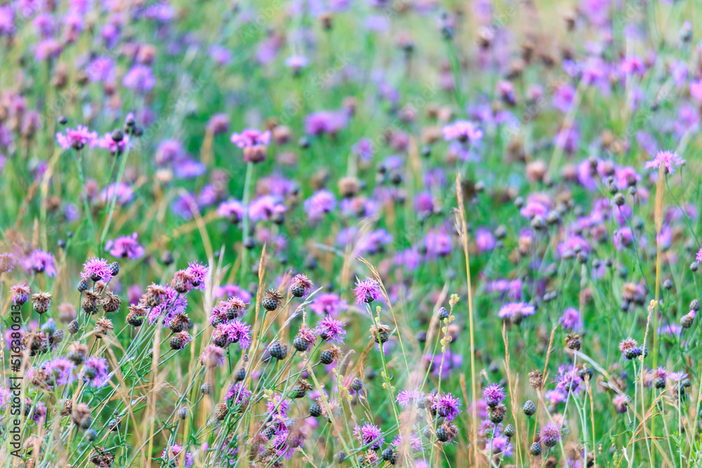 A field full of blue thistles