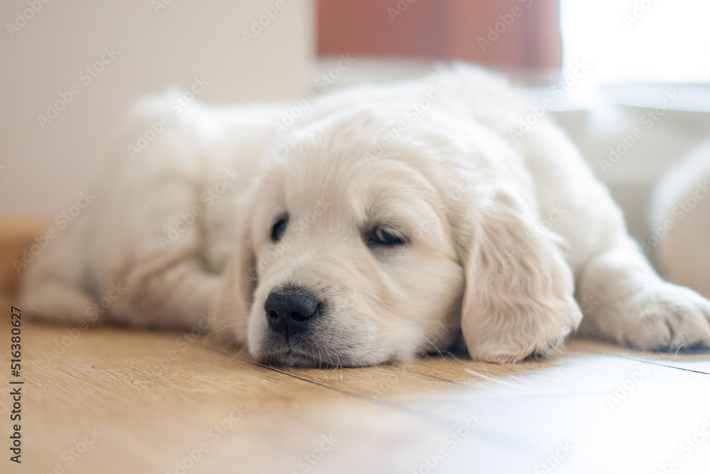 Golden retriever puppy newborn Golden retriever puppy newborn