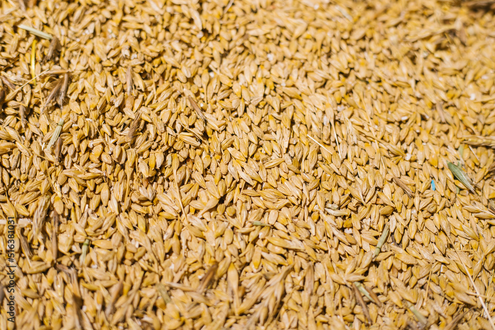 Grain close-up. Harvest in agriculture. Barley, rye or wheat. Background of cereals. Grain texture. Bright sunlight.