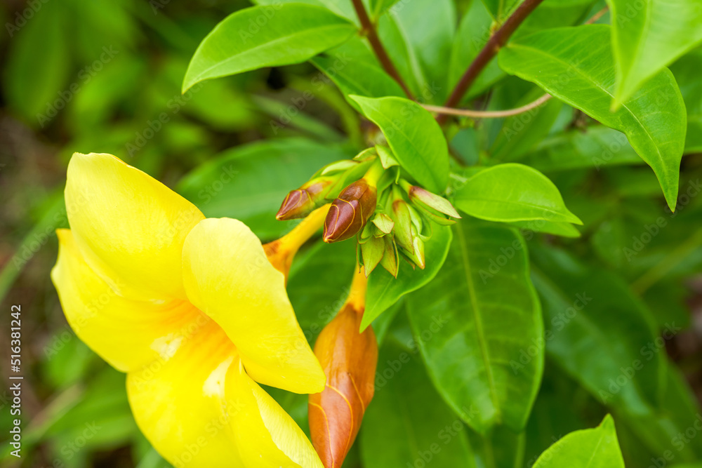 Beautiful blooming yellow cicada flower in the garden Beautiful blooming yellow cicada flower in the garden