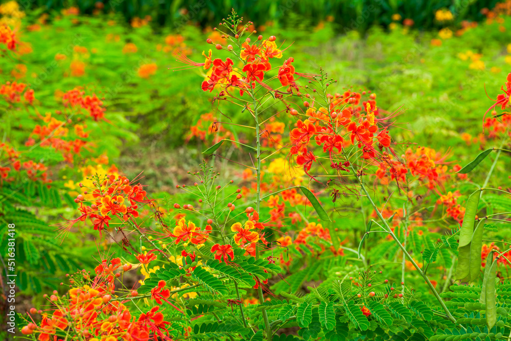 Beautiful lush phoenix flowers in the garden