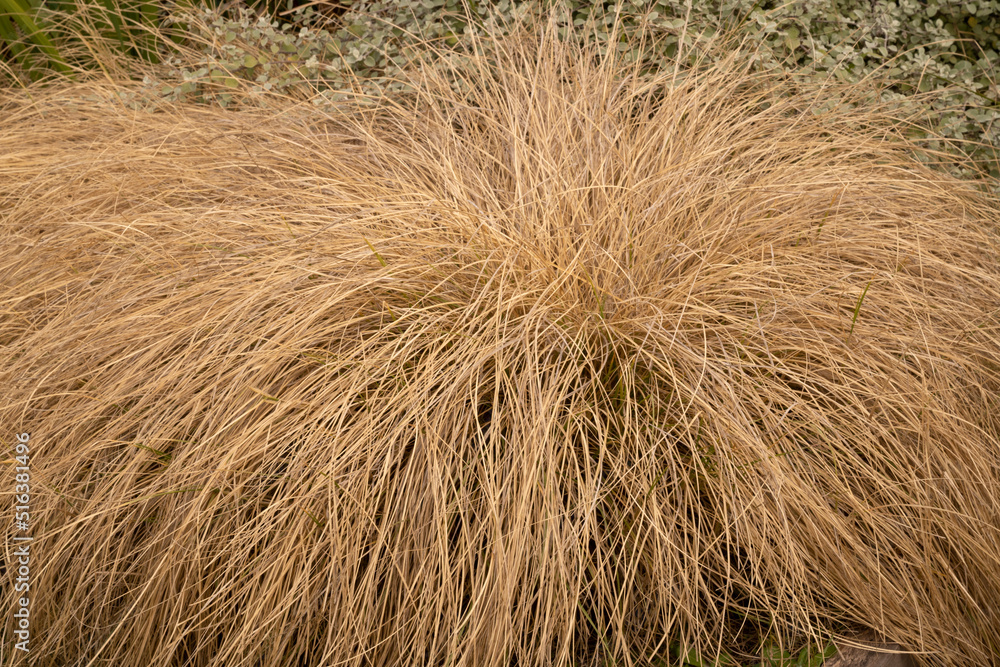 Naklejka premium Ornamental grass. Closeup view of Pennisetum villosum grass, also known as Feathertop grass, growing in the field.