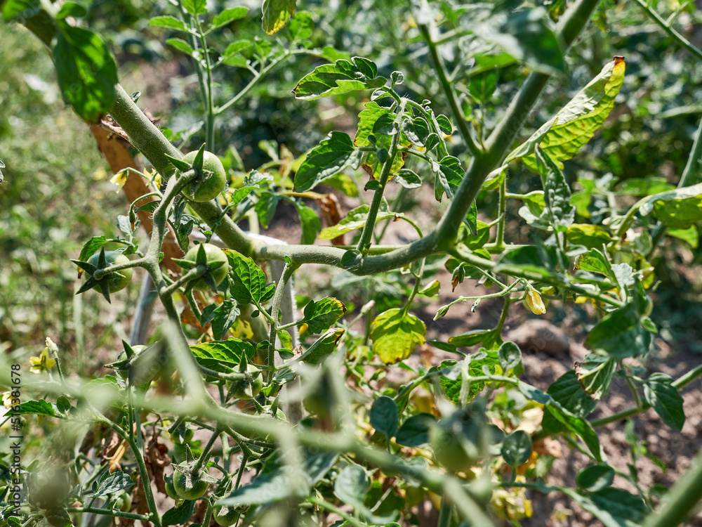 Green unripe tomatoes grow and ripen in the garden. Growing tomatoes.