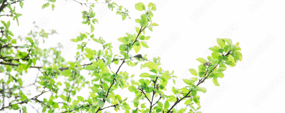 Lush green leaf, purity nature background. Green leaves on elm tree. Nature spring and summer banner. Plants against the blue sky concept. Trees branch isolated on white background. Lush green leaf, purity nature background. Green leaves on elm tree. Nature spring and summer banner. Plants against the blue sky concept. Trees branch isolated on white background.