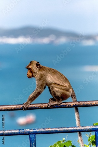 Photography Vertical shot of a monkey sitting on a gate near a sea