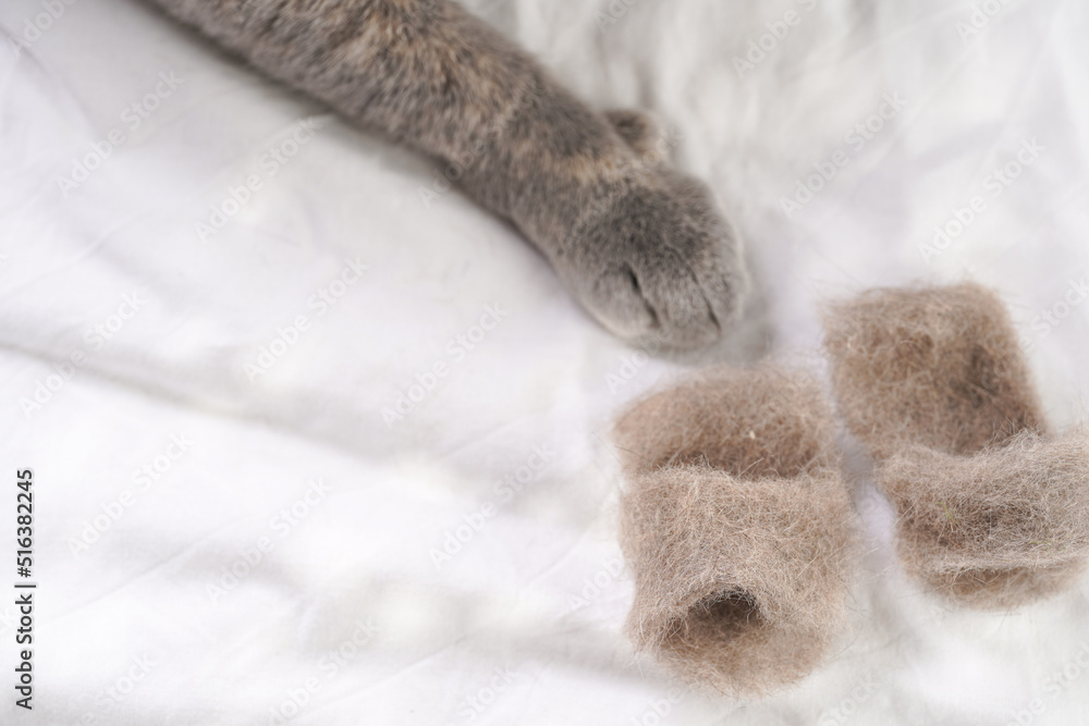 Grooming an adult european short hair cat blue tortie - handcrafted slippers made of cat hair, grooming brush Grooming an adult european short hair cat blue tortie - handcrafted slippers made of cat hair, grooming brush
