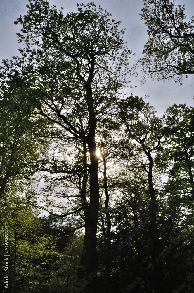 Communal forest of Saint-Pierre-Lès-Elbeuf Communal forest of Saint-Pierre-Lès-Elbeuf