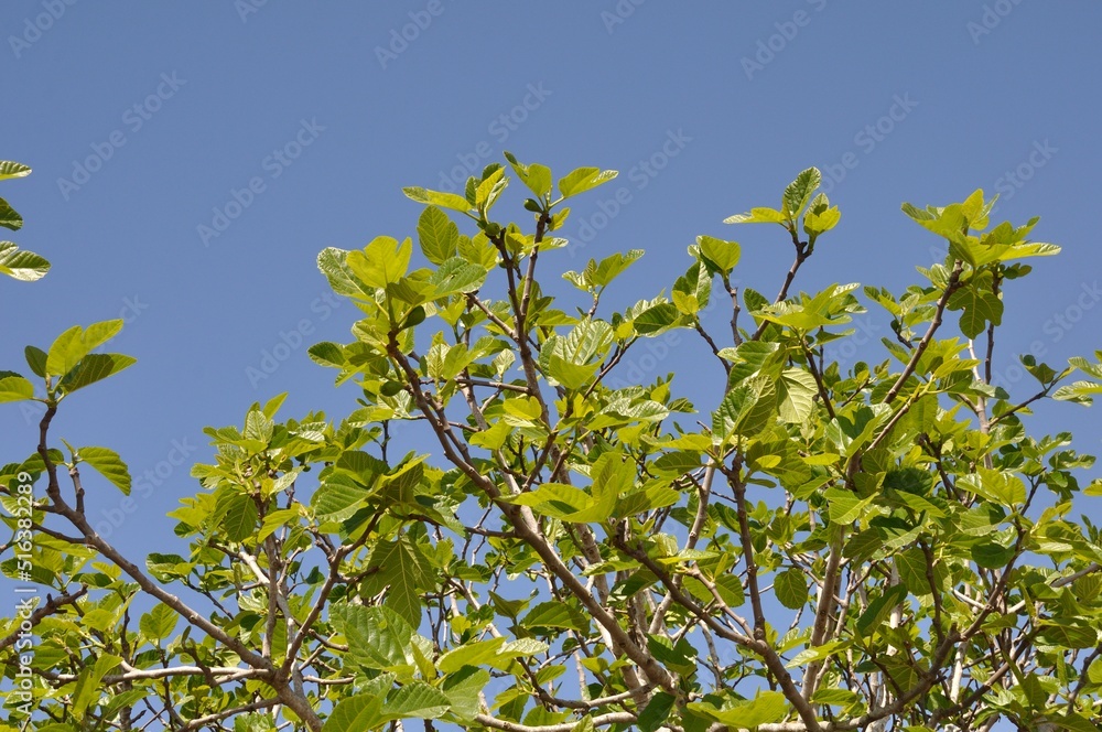 Fig tree in Avairo in Portugal