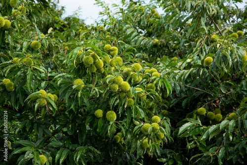 Obraz na płótnie Scenic view of a Chinese chestnut tree with green leaves outdoors