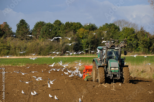 Plow tractor surrounded by seagulls photo