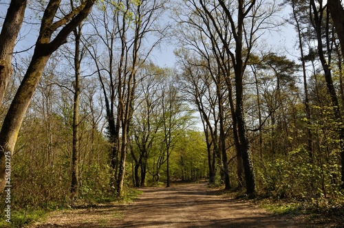 Communal forest of Saint-Pierre-L  s-Elbeuf