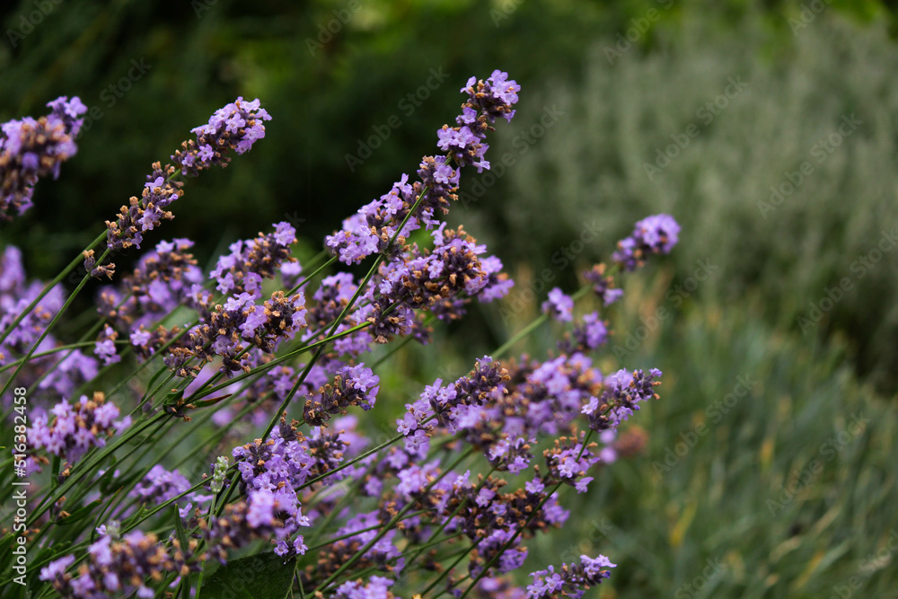 Naklejka premium lavender in the garden.bush. spicy herb. purple flowers. aromatherapy. sleeping herb.lavender in the garden. lavender bush in open ground. lilac lavender flowers. spices