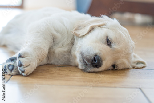 Golden retriever puppy newborn © SandraSevJarocka