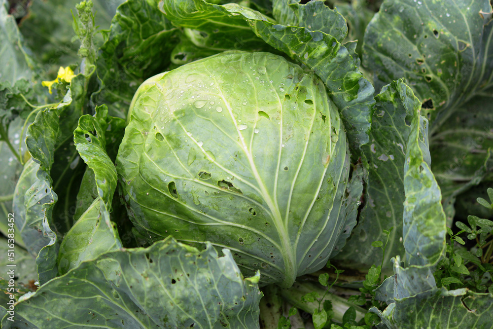 Naklejka premium head of cabbage. Cabbage in the farm 