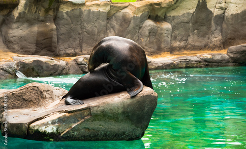 The California sea lion lies on the rocks near the pond and basks in the sun.