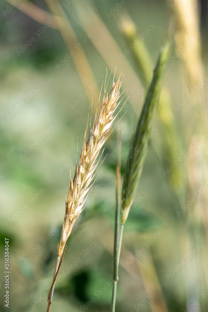Green wheat field swaying in the breeze Green wheat field swaying in the breeze