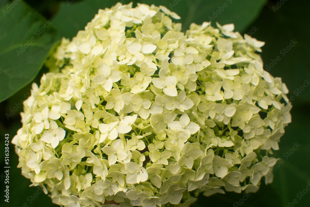 a bush of white hydrangeas in the summer garden a bush of white hydrangeas in the summer garden
