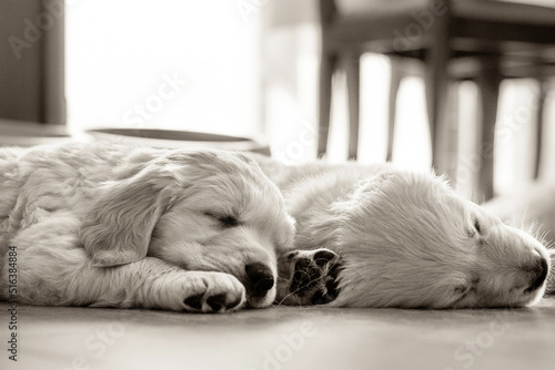 Golden retriever puppy newborn