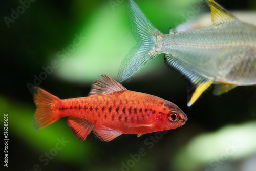Aquarium fish red barb Puntius titteya on blurred background. Macro view, shallow depth of field, selective focus