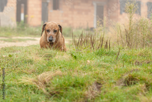 Dog dachshund in fields