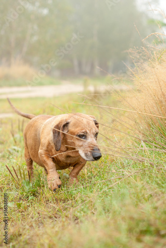Dog dachshund in fields © SandraSevJarocka