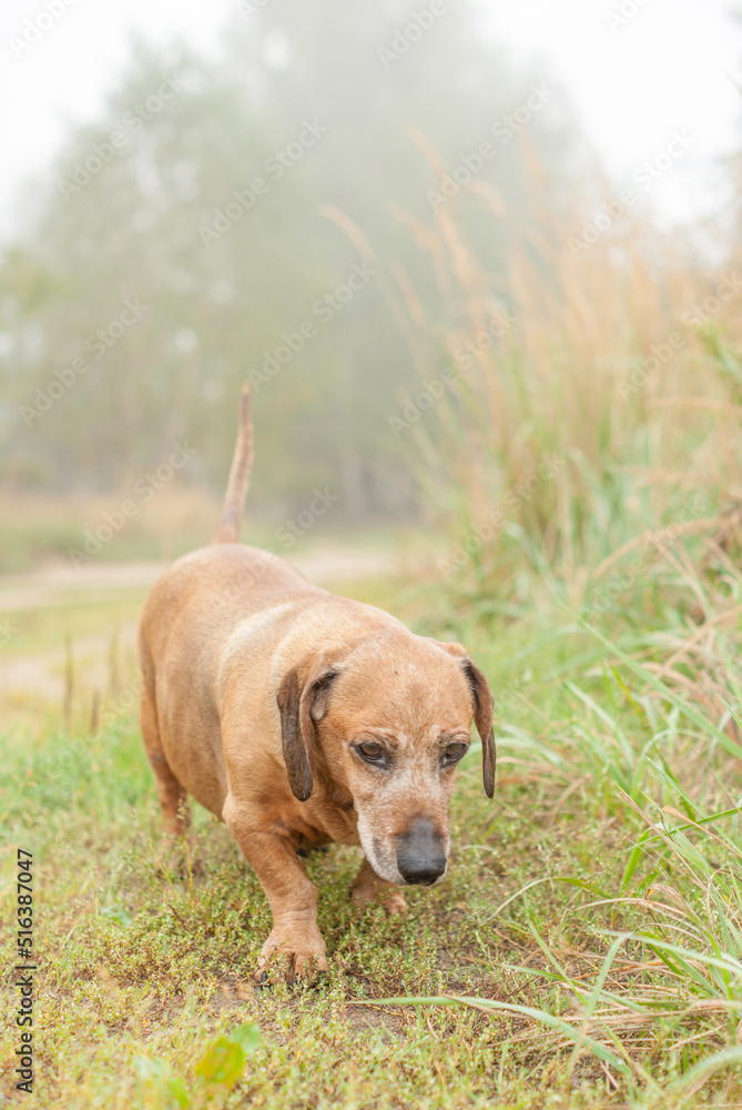 Dog dachshund in fields