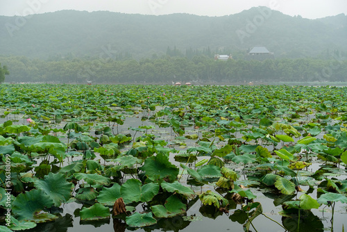 中国杭州 西湖の美しい風景