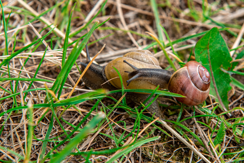 Snails crawling in the grass. Closeup shot. Selective focus on a small snail. Family of snails. Fun concept parent and kid walking on the nature. Snails crawling in the grass. Closeup shot. Selective focus on a small snail. Family of snails. Fun concept parent and kid walking on the nature.